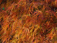 Acer palmatum Dissectum Rubrifolium Sarkık Dallı Japon Akçaağaç fidanı