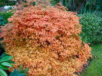 Acer palmatum Dissectum Sarkık Dallı Japon Akçaağaç fidanı
