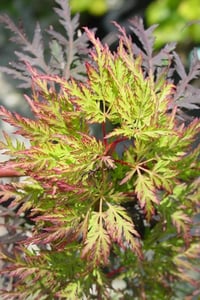 Acer palmatum Emerald Lace Japon Akçaağaç fidanı