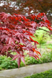 Acer palmatum Fireglow Akçaağaç fidanı