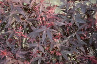 Acer palmatum Hime Shojo Japon Akçaağaç fidanı