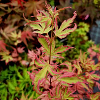 Acer palmatum Iyoshi Japon Akçaağaç fidanı