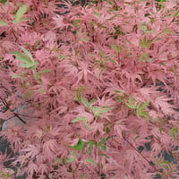 Acer palmatum Iyoshi Japon Akçaağaç fidanı