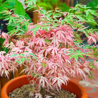 Acer palmatum Iyoshi Japon Akçaağaç fidanı