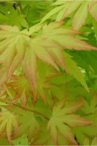 Acer palmatum Japon Akçaağaç fidanı