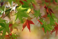 Acer palmatum Japon Akçaağaç fidanı