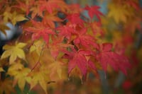 Acer palmatum Japon Akçaağaç fidanı