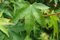 Acer palmatum Japon Akçaağaç fidanı