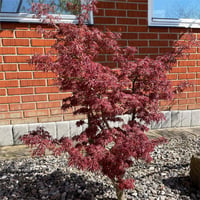 Acer palmatum Jerre schwartz Japon Akçaağaç fidanı