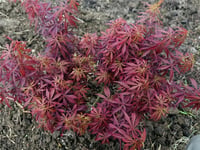 Acer palmatum Jerre schwartz Japon Akçaağaç fidanı