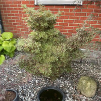 Acer palmatum Jerre schwartz Japon Akçaağaç fidanı