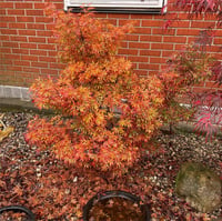 Acer palmatum Jerre schwartz Japon Akçaağaç fidanı