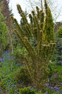 Acer palmatum Kotohime akçaağaç fidanı