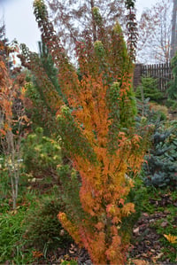 Acer palmatum Kotohime akçaağaç fidanı