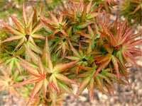 Acer palmatum Kotohime akçaağaç fidanı