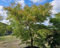 Acer palmatum Linearilobum Japon Akçaağaç fidanı