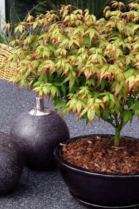 Acer palmatum Little Princess Küçük Prenses Japon Akçaağaç fidanı
