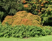 Acer palmatum Nicholsonii akçaağaç fidanı
