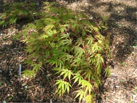 Acer palmatum Nicholsonii akçaağaç fidanı