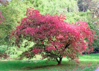 Acer palmatum Nicholsonii akçaağaç fidanı