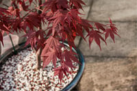 Acer palmatum O-kagami akçaağaç fidanı