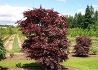 Acer palmatum O-kagami akçaağaç fidanı
