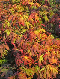 Acer palmatum Oregon sunset Japon Akçaağaç fidanı