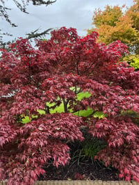Acer palmatum Oregon sunset Japon Akçaağaç fidanı