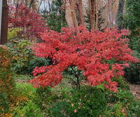 Acer palmatum Oregon sunset Japon Akçaağaç fidanı
