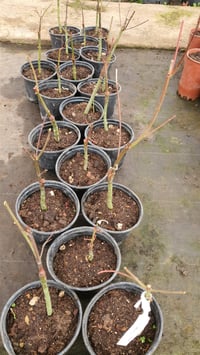 Acer palmatum Oridono nishiki Akçaağaç fidanı