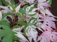 Acer palmatum Oridono nishiki Akçaağaç fidanı
