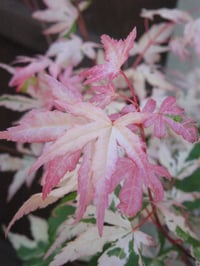 Acer palmatum Oridono nishiki Akçaağaç fidanı