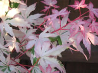 Acer palmatum Oridono nishiki Akçaağaç fidanı