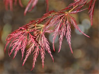 Acer palmatum Ornatum Japon Akçaağaç fidanı