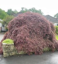Acer palmatum Ornatum Japon Akçaağaç fidanı