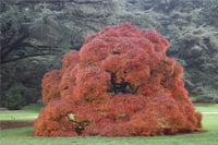 Acer palmatum Ornatum Japon Akçaağaç fidanı