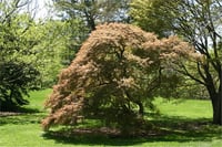 Acer palmatum Ornatum Japon Akçaağaç fidanı