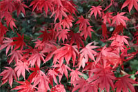 Acer palmatum Osakazuki Japon Akçaağaç fidanı