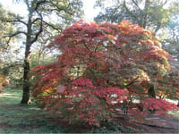 Acer palmatum Osakazuki Japon Akçaağaç fidanı