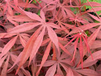 Acer palmatum Pevé Dave Japon Akçaağaç fidanı