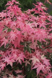 Acer palmatum Phoenix Japon Akçaağaç fidanı