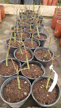 Acer palmatum Red Pigmy Japon Akçaağaç fidanı