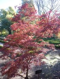Acer palmatum Red Pigmy Japon Akçaağaç fidanı