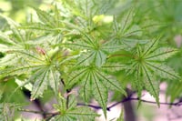 Acer palmatum Reticulatum Japon Akçaağaç fidanı