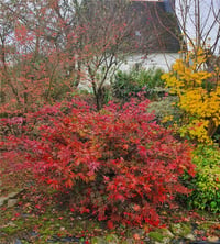 Acer palmatum Reticulatum Red Japon Akçaağaç fidanı