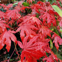 Acer palmatum Reticulatum Red Japon Akçaağaç fidanı