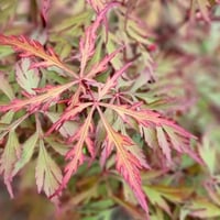 Acer palmatum Royal Garnet Sarkık Dallı Japon Akçaağaç fidanı