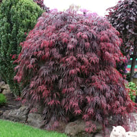 Acer palmatum Royal Garnet Sarkık Dallı Japon Akçaağaç fidanı
