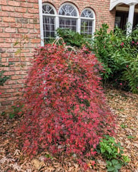 Acer palmatum Ryusen Japon Akçaağaç fidanı