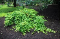 Acer palmatum Ryusen Japon Akçaağaç fidanı